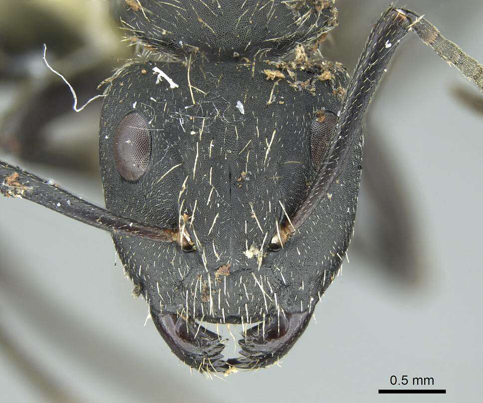 Image de Camponotus mus Roger 1863