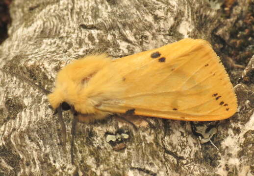 Image of Spilosoma lutea Hüfnagel 1766