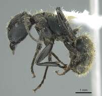 Image of Camponotus mus Roger 1863