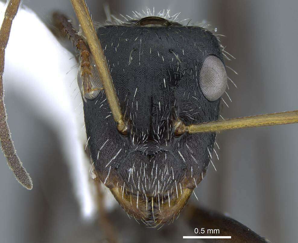 Plancia ëd Camponotus depressus Mayr 1866