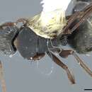 Imagem de Camponotus rusticus Santschi 1916