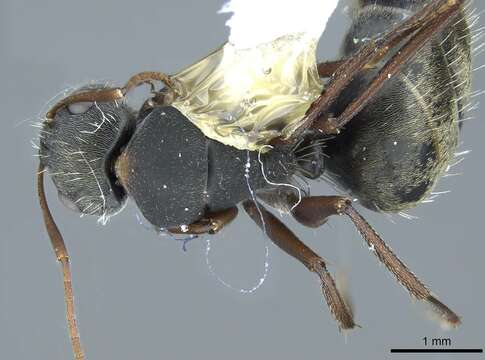 Imagem de Camponotus rusticus Santschi 1916