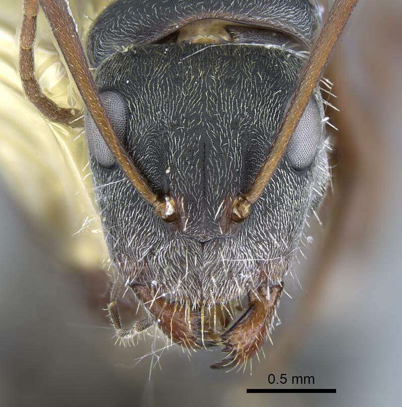 Imagem de Camponotus rusticus Santschi 1916