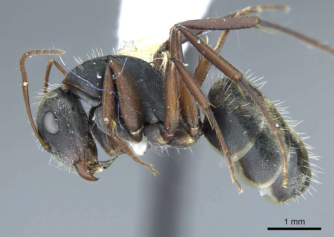 Imagem de Camponotus rusticus Santschi 1916