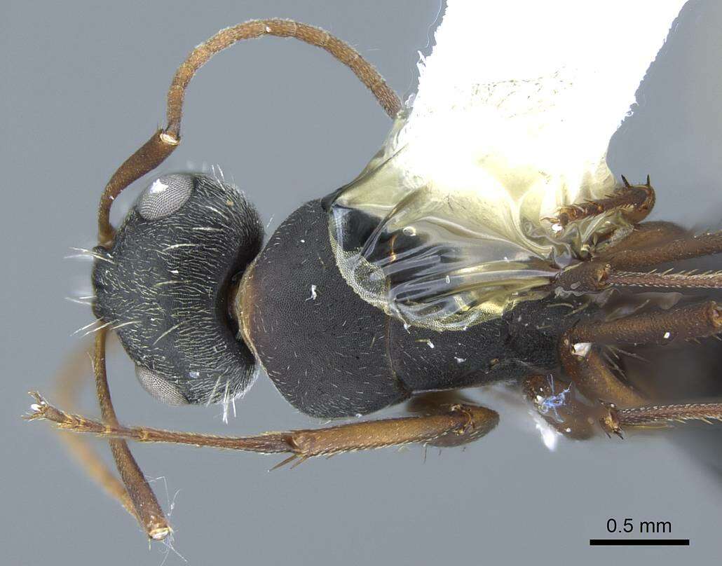 Imagem de Camponotus rusticus Santschi 1916