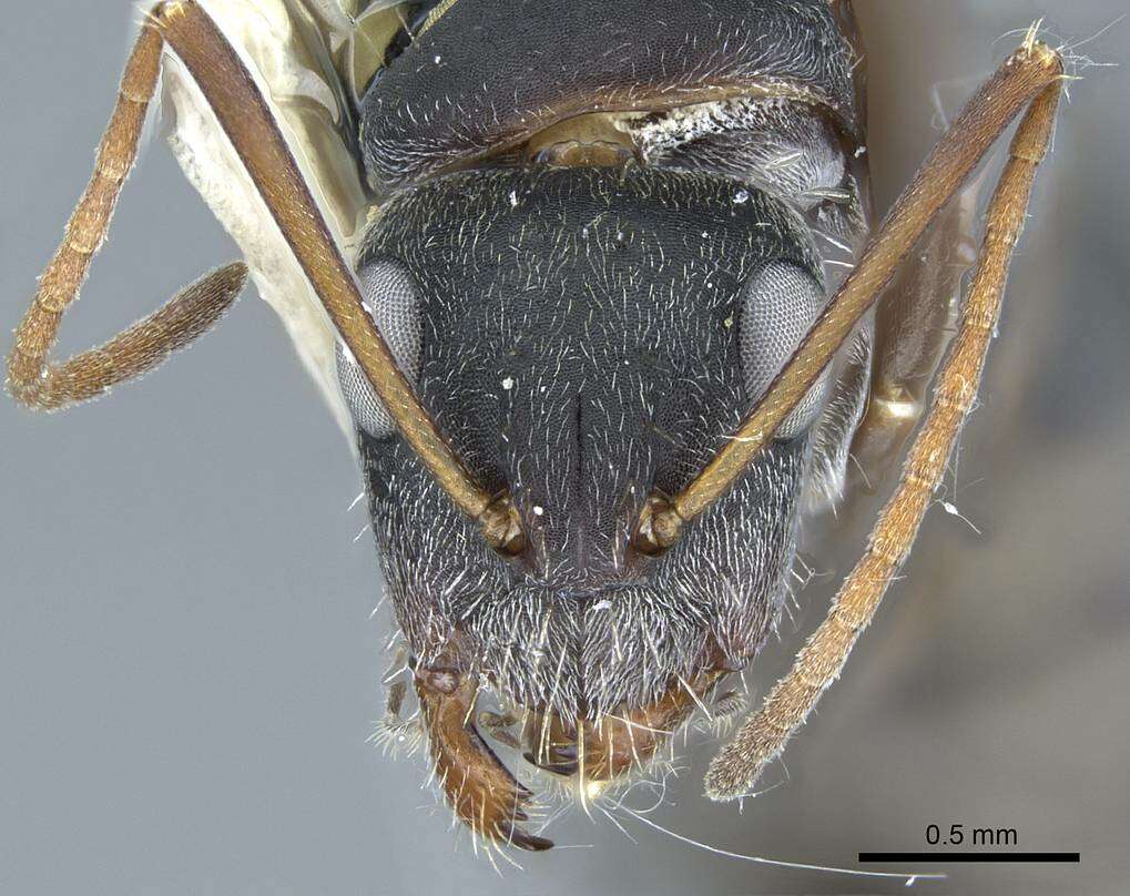 Imagem de Camponotus rusticus Santschi 1916