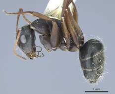 Imagem de Camponotus rusticus Santschi 1916