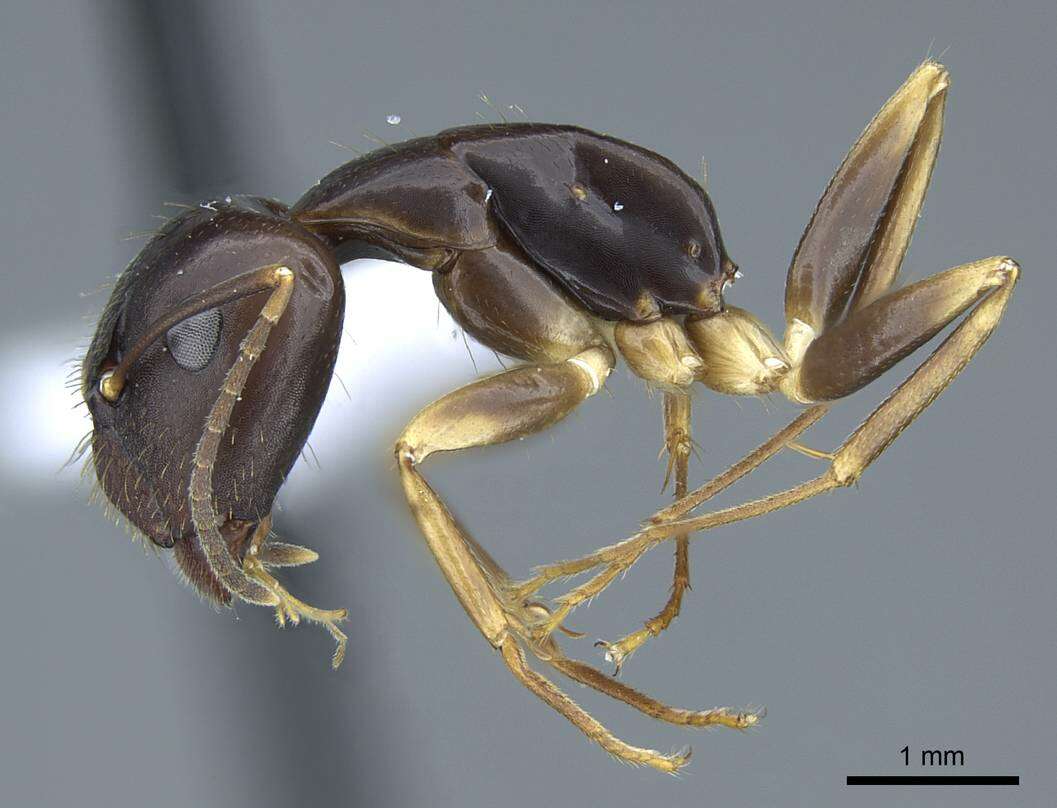 Image of Camponotus fiebrigi Forel 1906