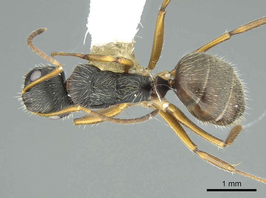 Image of Camponotus cuneidorsus Emery 1920