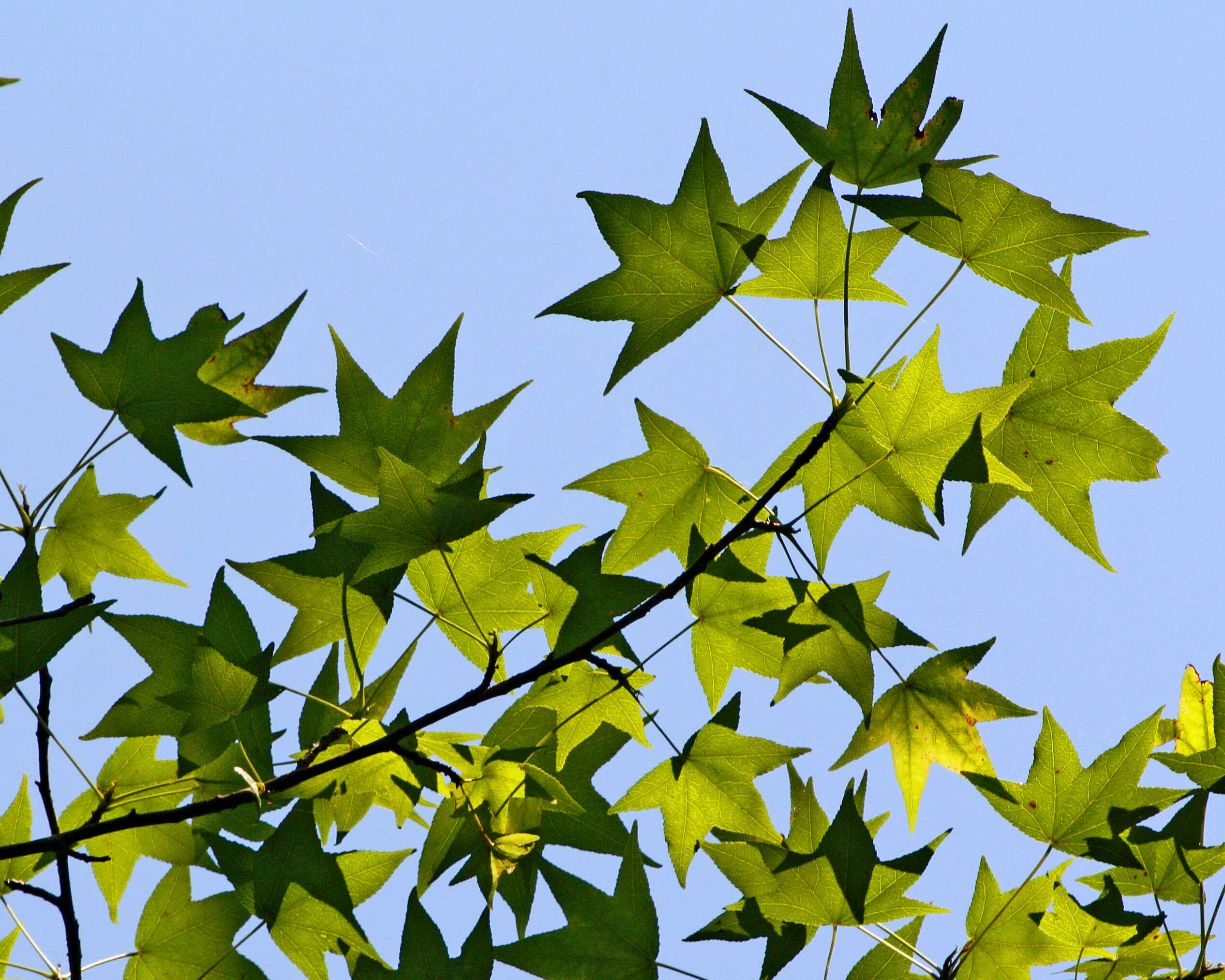 Image of American Sweetgum