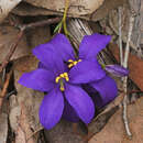 Image of Finger Flower