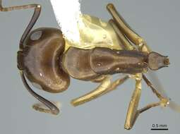 Imagem de Camponotus nitens Mayr 1870