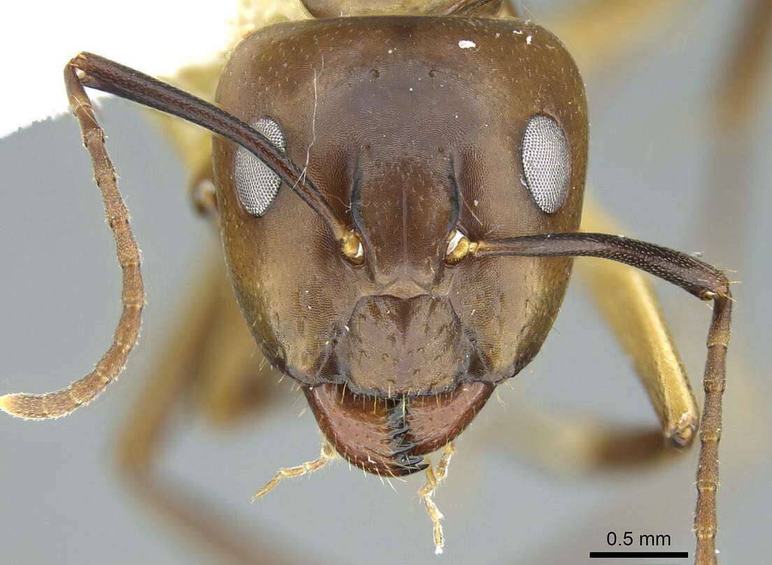 Imagem de Camponotus nitens Mayr 1870