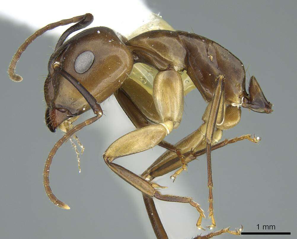 Imagem de Camponotus nitens Mayr 1870