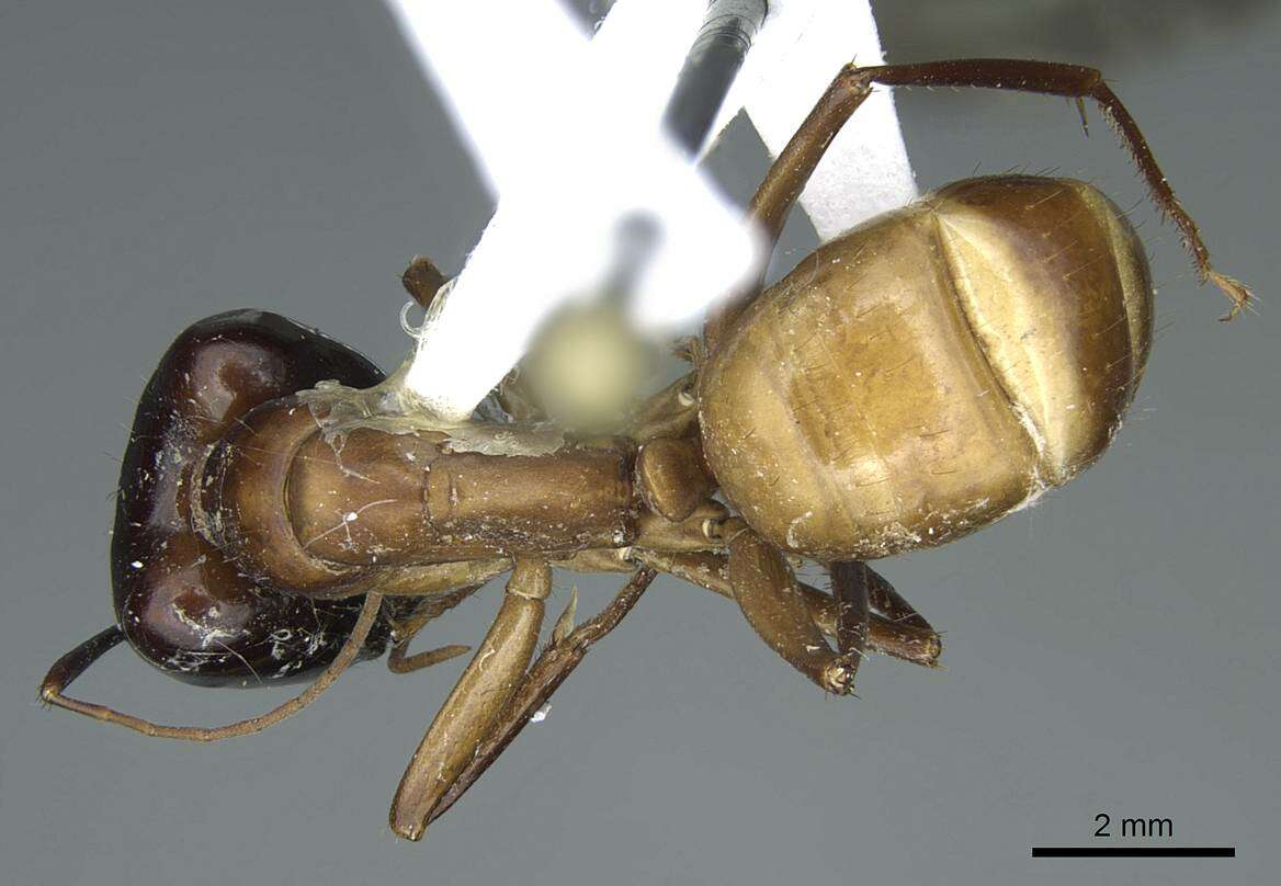 Imagem de Camponotus acutirostris Wheeler 1910