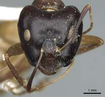 Imagem de Camponotus acutirostris Wheeler 1910