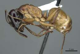 Imagem de Camponotus acutirostris Wheeler 1910