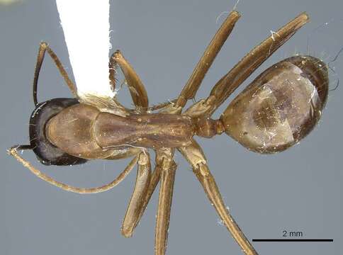 Слика од Camponotus acutirostris Wheeler 1910