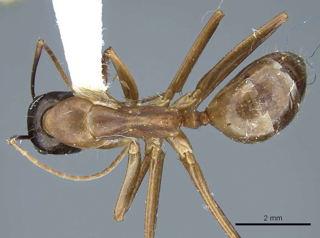 Imagem de Camponotus acutirostris Wheeler 1910