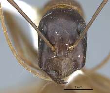 Imagem de Camponotus acutirostris Wheeler 1910