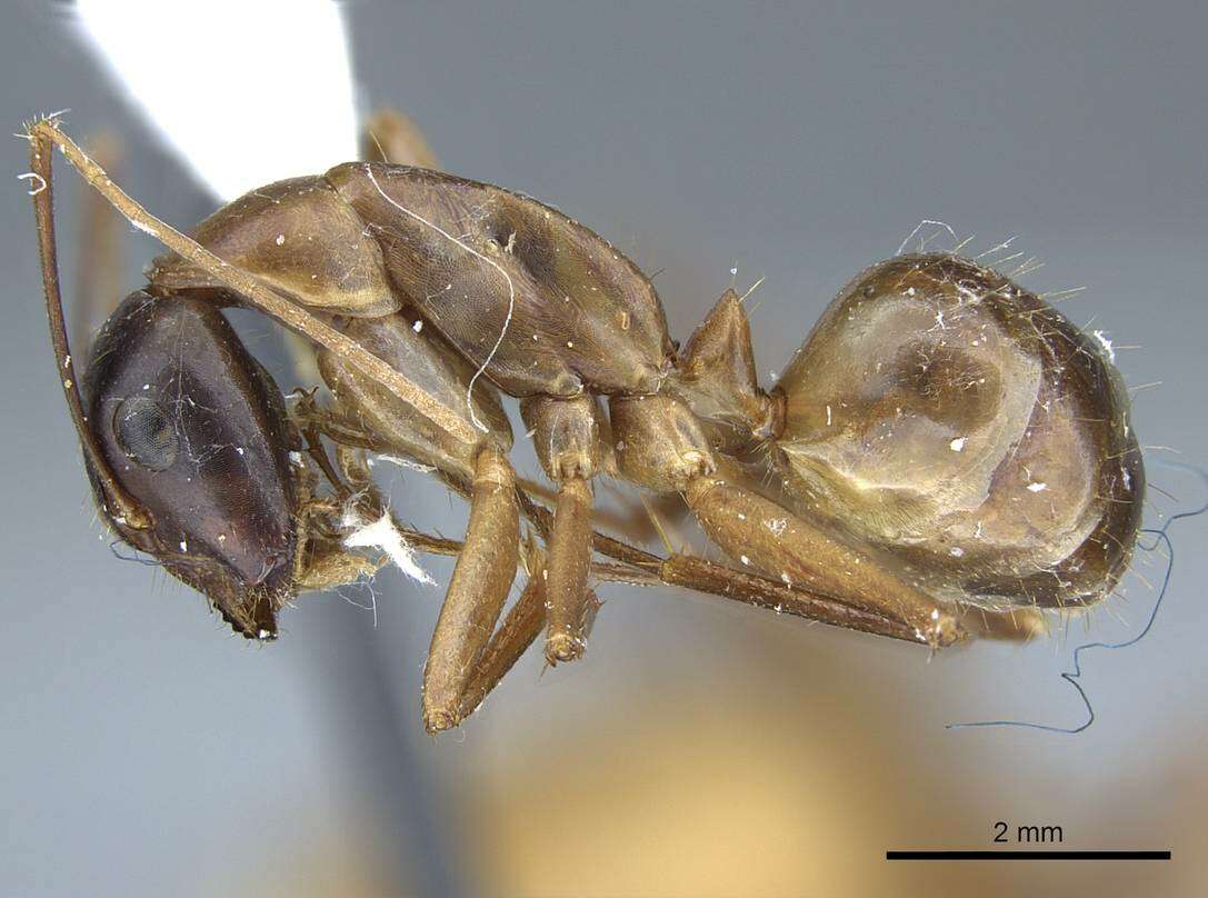 Imagem de Camponotus acutirostris Wheeler 1910