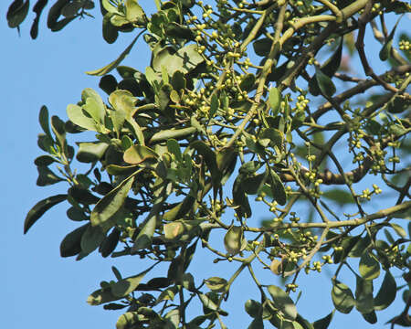 Image of oak mistletoe