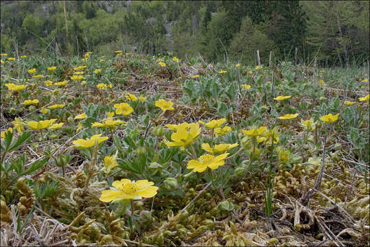 Image of Potentilla pusilla Host