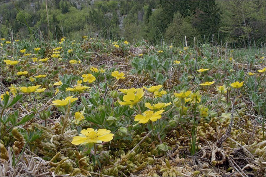 صورة Potentilla pusilla Host