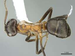 Image of wood ant