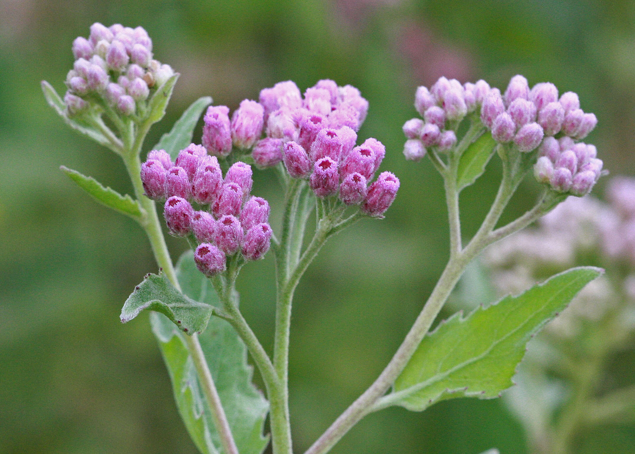 Pluchea odorata (L.) Cass. resmi