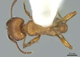 Image of Pogonomyrmex imberbiculus Wheeler 1902