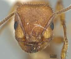 Image of Pogonomyrmex imberbiculus Wheeler 1902