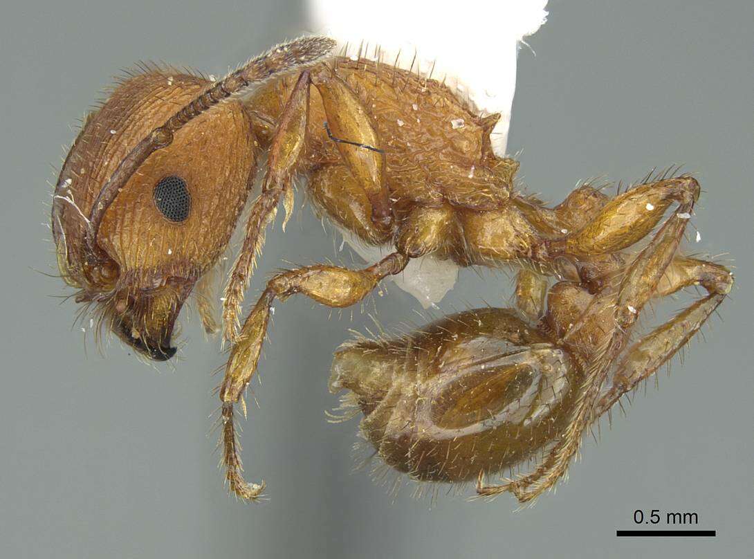 Image of Pogonomyrmex imberbiculus Wheeler 1902