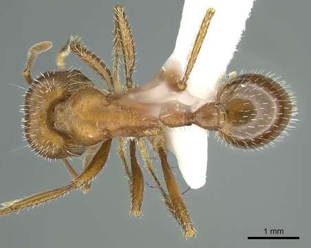 Image of Maricopa Harvester Ant