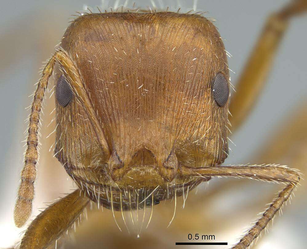 Image of Maricopa Harvester Ant