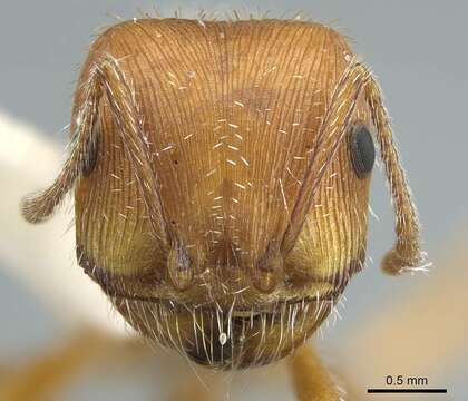 Image of Pogonomyrmex comanche Wheeler 1902