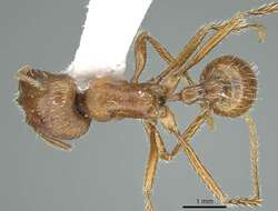 Image de Pogonomyrmex subnitidus Emery 1895