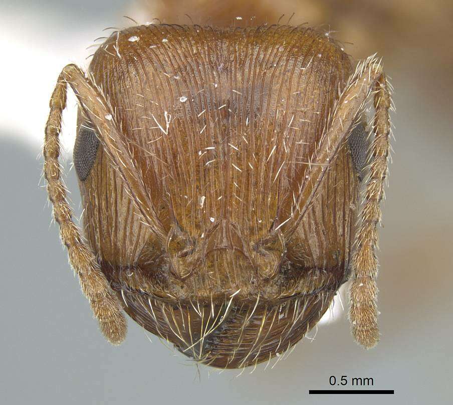 Plancia ëd Pogonomyrmex subnitidus Emery 1895