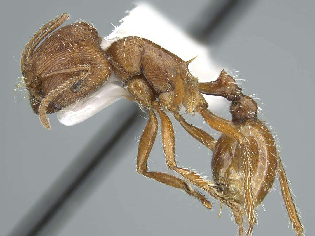 Image de Pogonomyrmex subnitidus Emery 1895