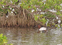 Image of Canvasback