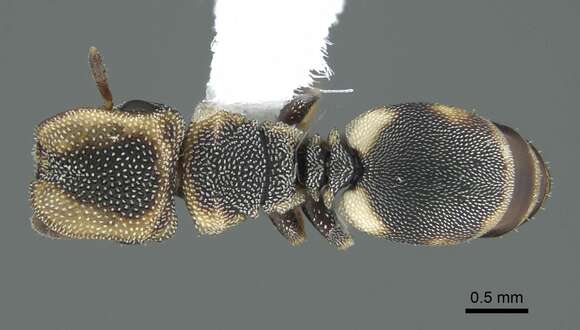 Image of Cephalotes kukulcan Snelling 1999