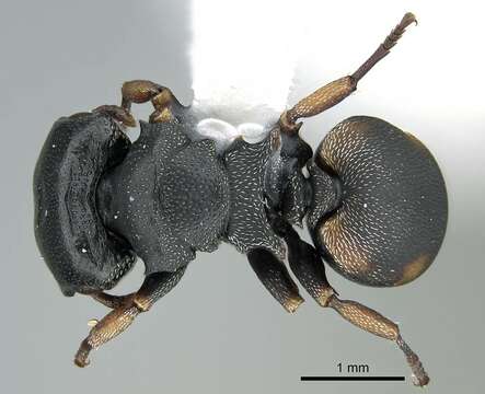 Cephalotes resmi