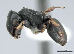 Cephalotes resmi