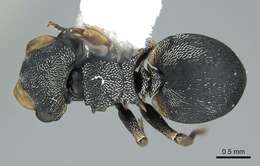 Cephalotes resmi