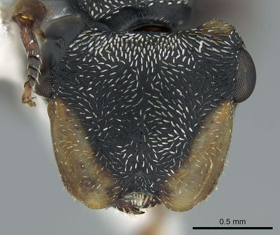 Cephalotes resmi