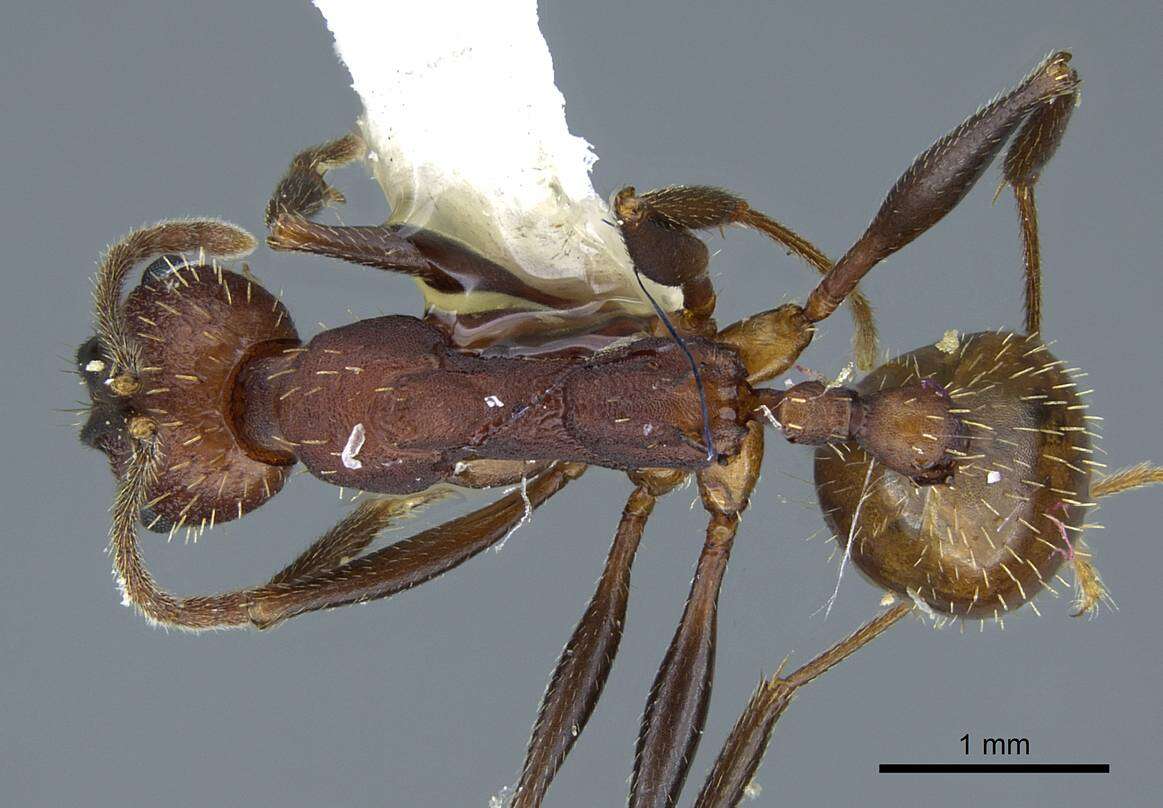 Image of Aphaenogaster lamellidens Mayr 1886