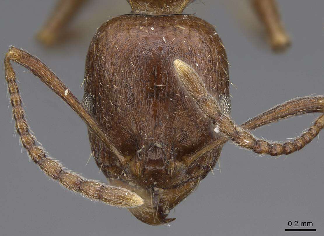 Image of Aphaenogaster occidentalis (Emery 1895)