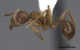 Image of Aphaenogaster occidentalis (Emery 1895)