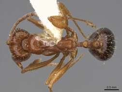 Image of Aphaenogaster uinta Wheeler 1917