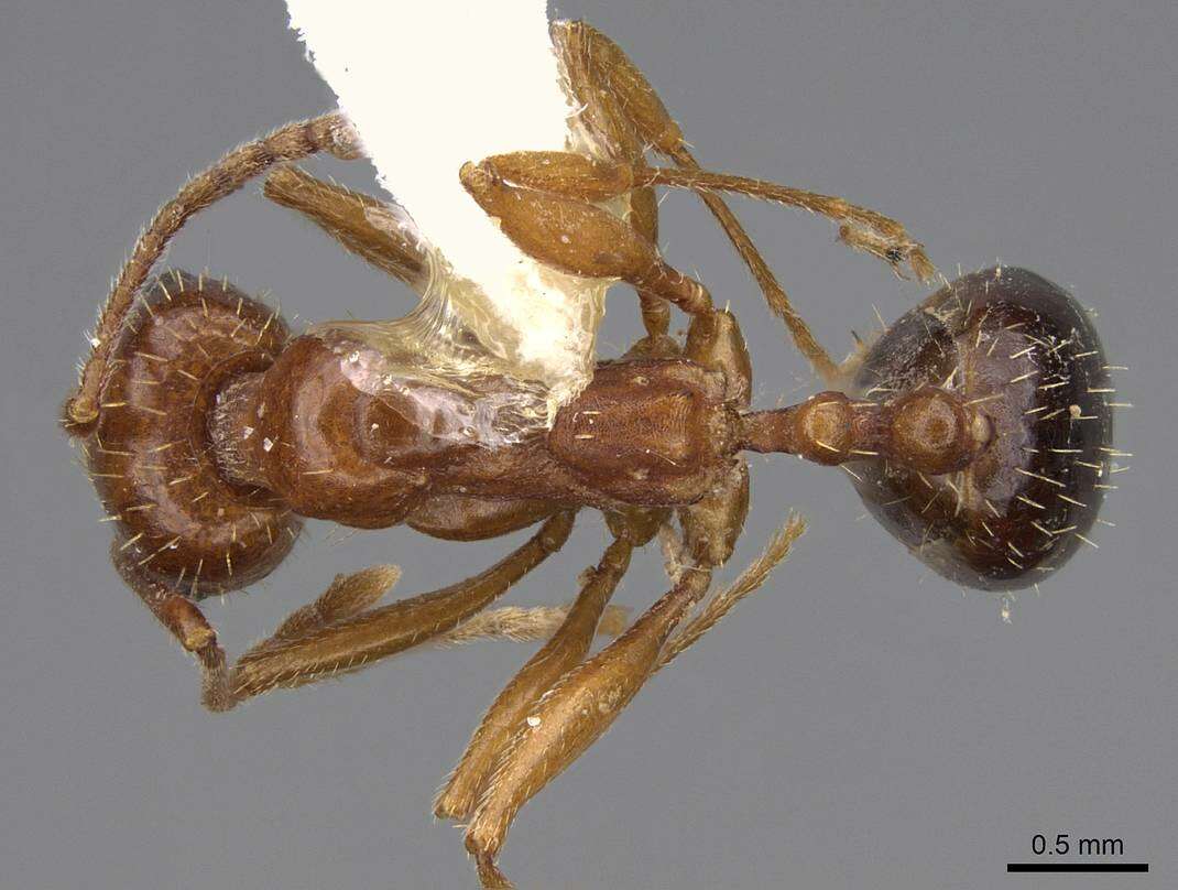 Image of Aphaenogaster uinta Wheeler 1917